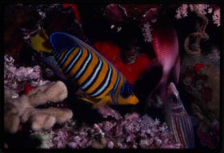 Royal angelfish (Pygoplites diacanthus) with other reef fish