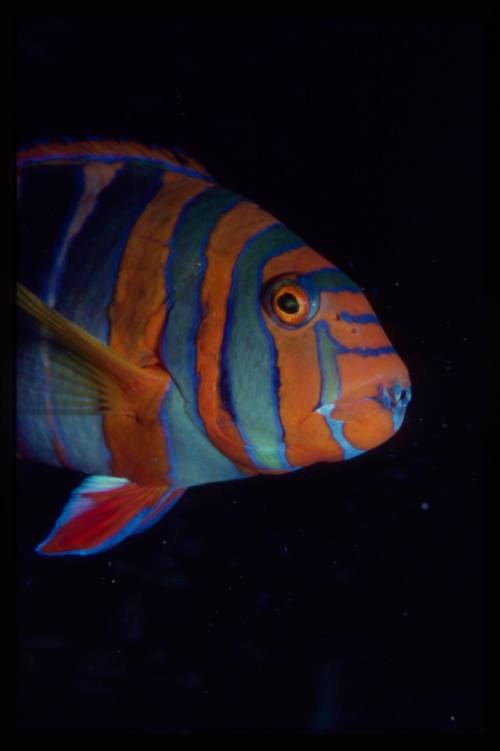 Harlequin tuskfish (Choerodon fasciatus)