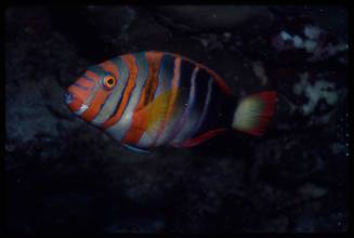 Harlequin tuskfish (Choerodon fasciatus)