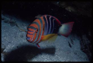 Harlequin tuskfish (Choerodon fasciatus)