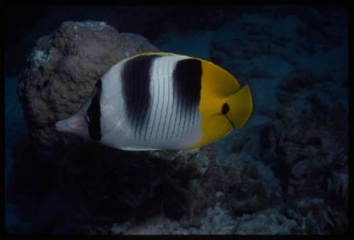 Pacific double-saddle butterflyfish (Chaetodon ulietensis)