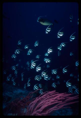 Schooling bannerfish (Heniochus diphreutes)