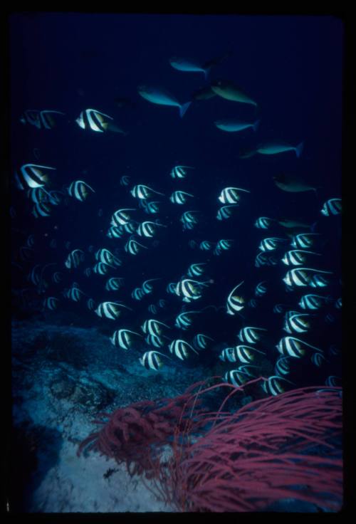 Schooling bannerfish (Heniochus diphreutes)