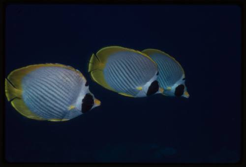 Panda butterflyfish (Chaetodon lineolatus)