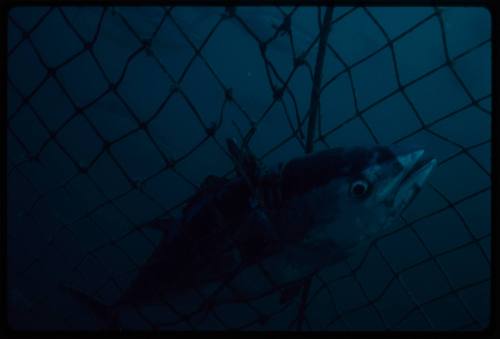 Tuna caught in a net