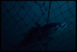 Tuna caught in a net