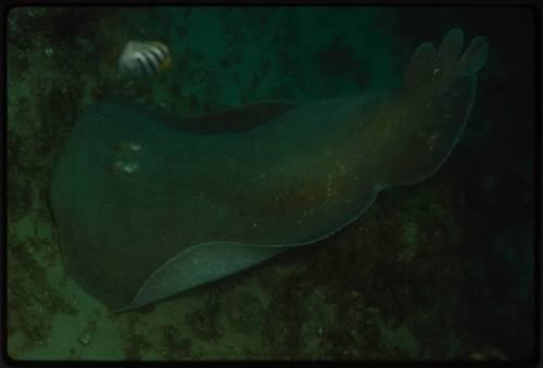 Australian numbfish (Hypnos monopterygius)