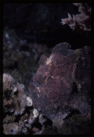 Frogfish