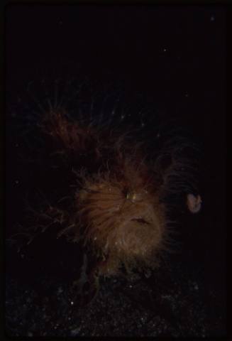 Frogfish