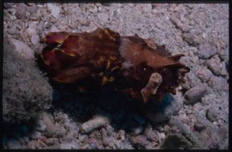 Flamboyant Cuttlefish