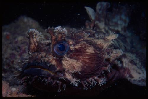 Frogfish