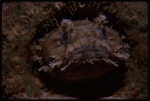 Frogfish