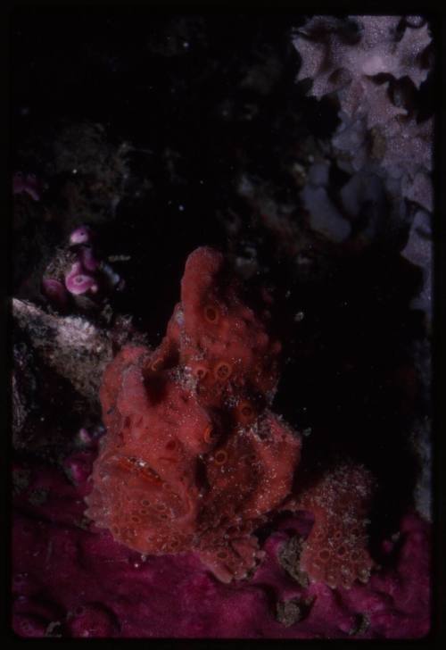 Frogfish