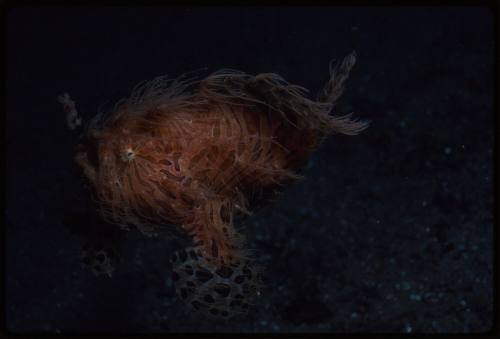 Hairy frogfish (Antennarius striatus)