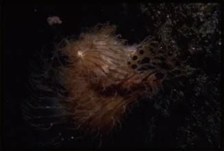 Hairy frogfish (Antennarius striatus)