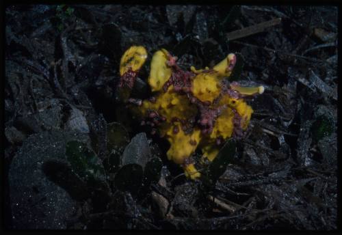 Warty frogfish (Antennarius maculatus)