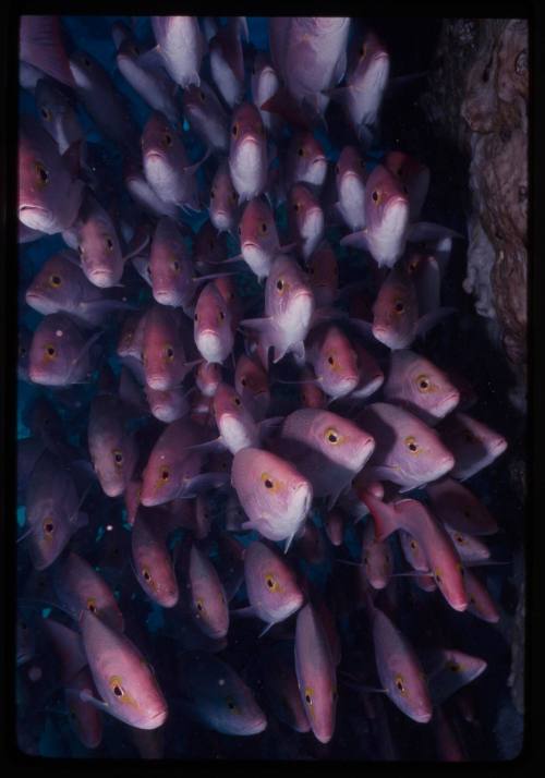 School of snapper