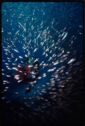 Diver swimming through a school of fish