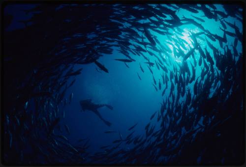 Diver swimming above schooling fish