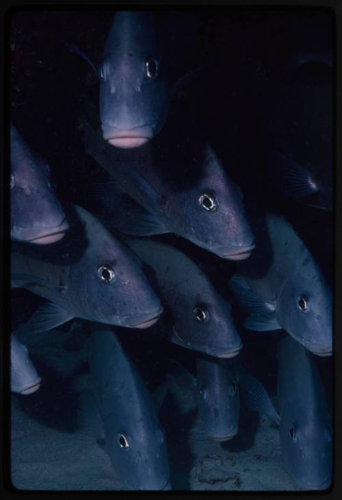 Close up of a school of sweetlips