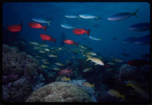 Schools of fish swimming over a coral reef