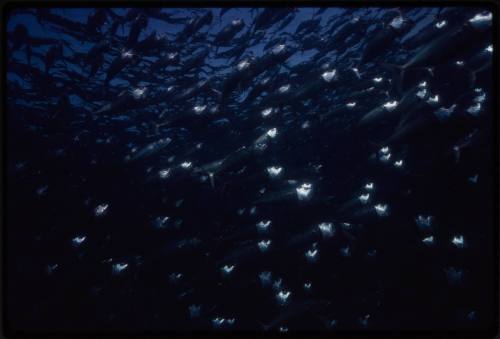 School of fish