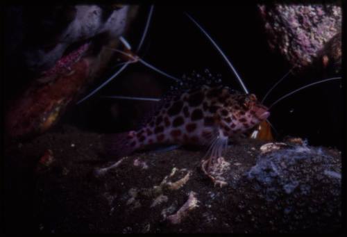 Coral hawkfish (Cirrhitichthys oxycephalus)