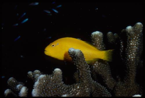 Yellow hawkfish (Paracirrhites xanthus)