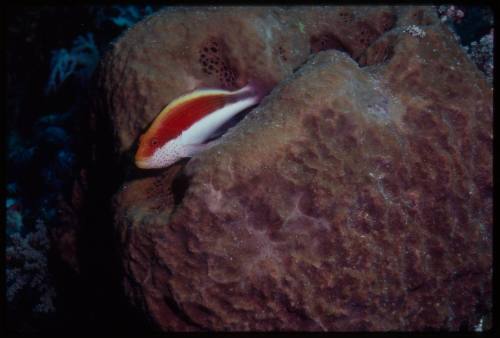 Black-side hawkfish (Paracirrhites forsteri)