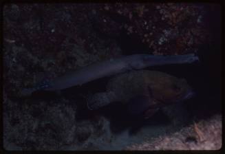 Trumpetfish and grouper