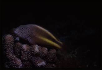 Black-side hawkfish (Paracirrhites forsteri)