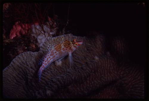 Dwarf hawkfish (Cirrhitichthys falco)