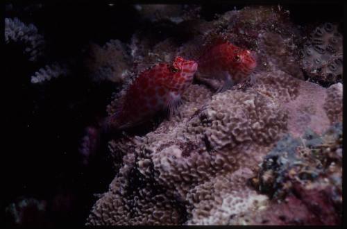 Coral hawkfish (Cirrhitichthys oxycephalus)