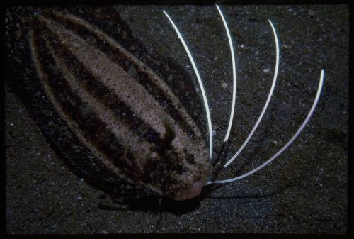 Cockatoo Flounder (Samaris cristatus)