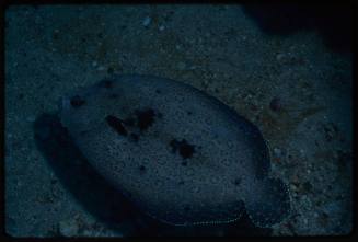 Flatfish (Bothus sp.)