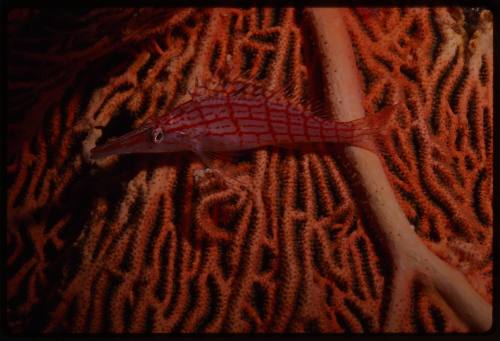 Longnose hawkfish (Oxycirrhites typus) on gorgonian coral