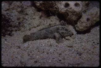 Frogfish