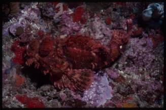 Frogfish