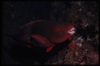 Parrotfish