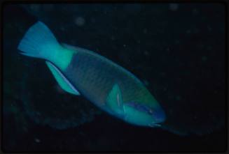 Parrotfish