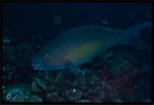 Parrotfish