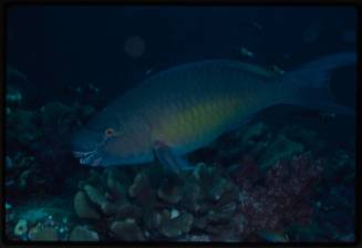 Parrotfish