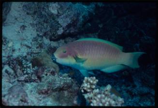 Parrotfish