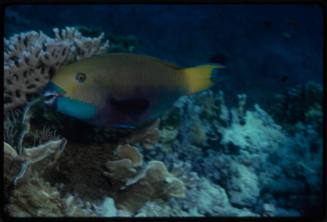 Parrotfish