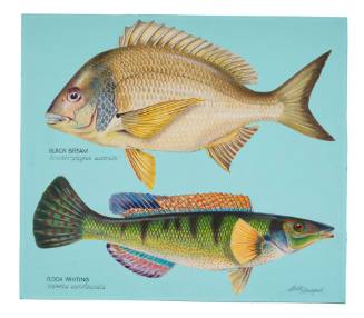 Black Bream and Rock Whiting