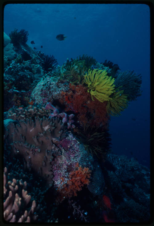 Corals and crinoids