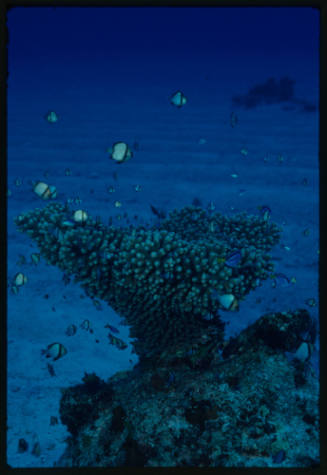 Coral head surrounded by damsel fish