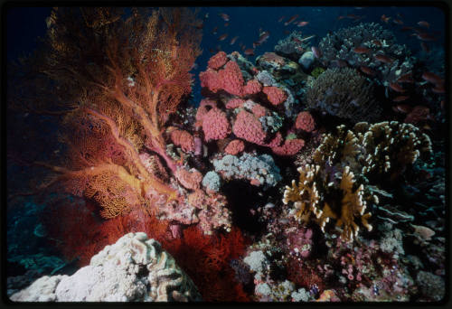 Fish swimming around assorted coral including orange cup coral, fire coral and a large gorgonian