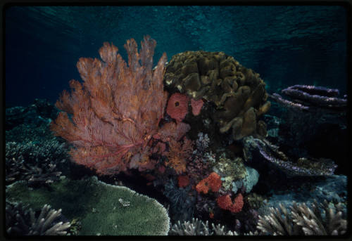 Large stony and gorgonian corals