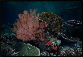 Large stony and gorgonian corals